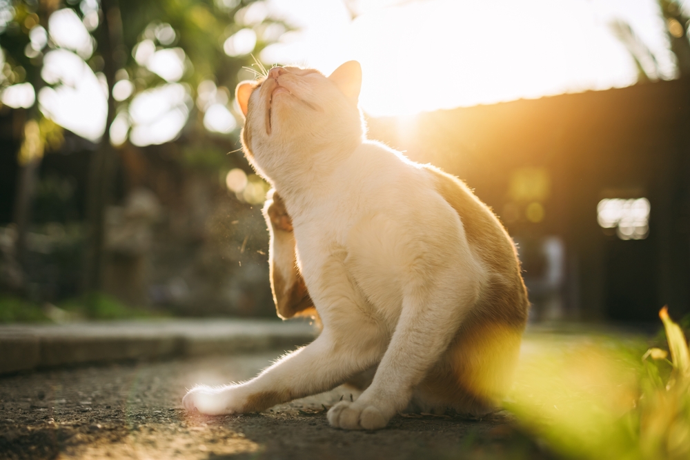 Total Vet Risks CBD Animals