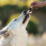 Benefits of CBD to Animals