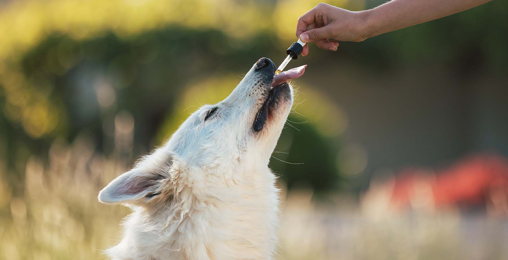 Benefits of CBD to Animals