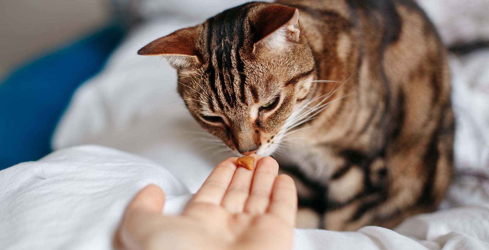 Best CBD Cat Treats