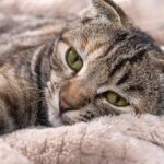 Best CBD Oils For Cat Anxiety