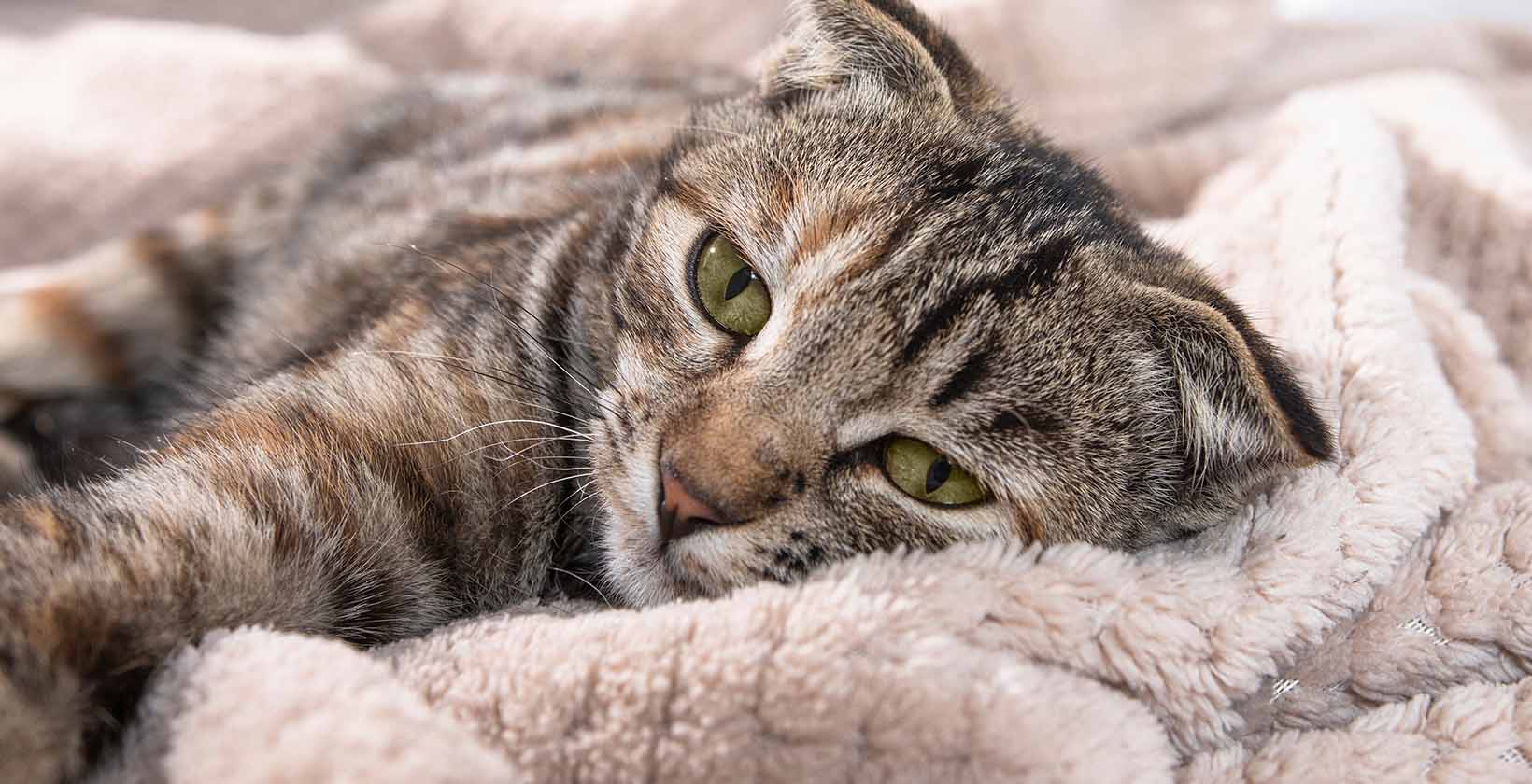 Best CBD Oils For Cat Anxiety
