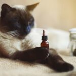 Best CBD Oils For Cats with Kidney Disease