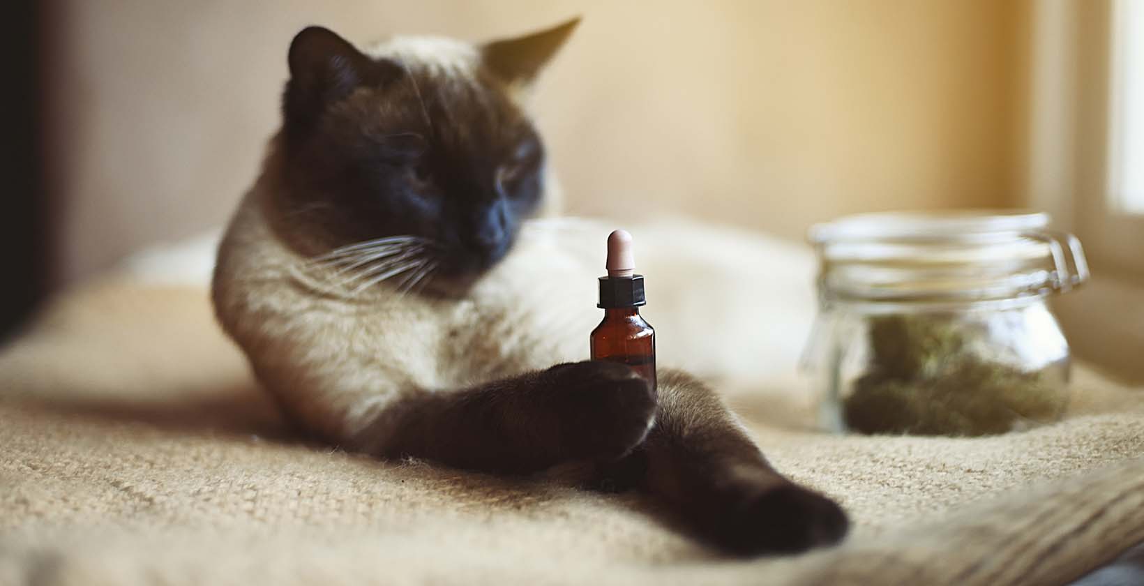 Best CBD Oils For Cats with Kidney Disease