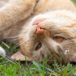 Best CBD Oils For Cats with Seizures