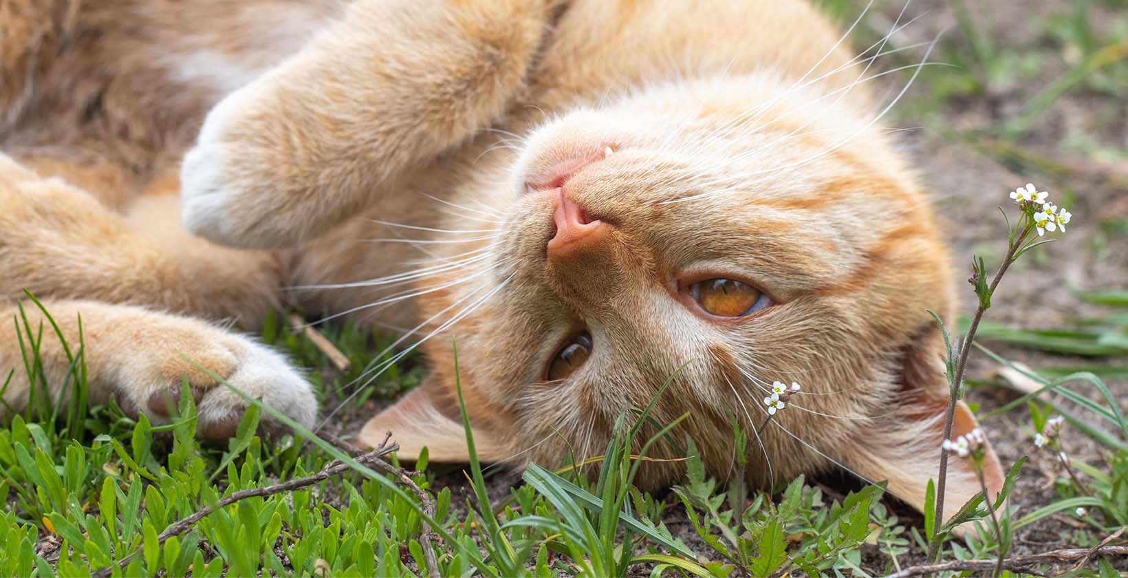 Best CBD Oils For Cats with Seizures