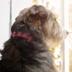 Best CBD Oils For Dog Anxiety