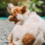 Best CBD Oils For Dogs with Allergies