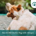 Best CBD Oils For Dogs with Allergies