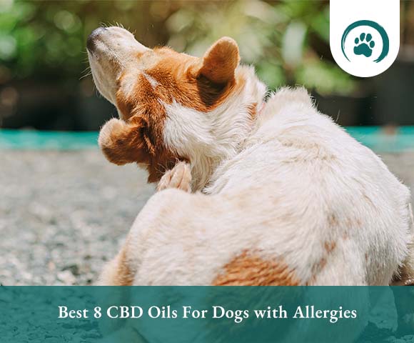 Best CBD Oils For Dogs with Allergies