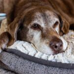 Best CBD Oils for Dogs with Arthiritis