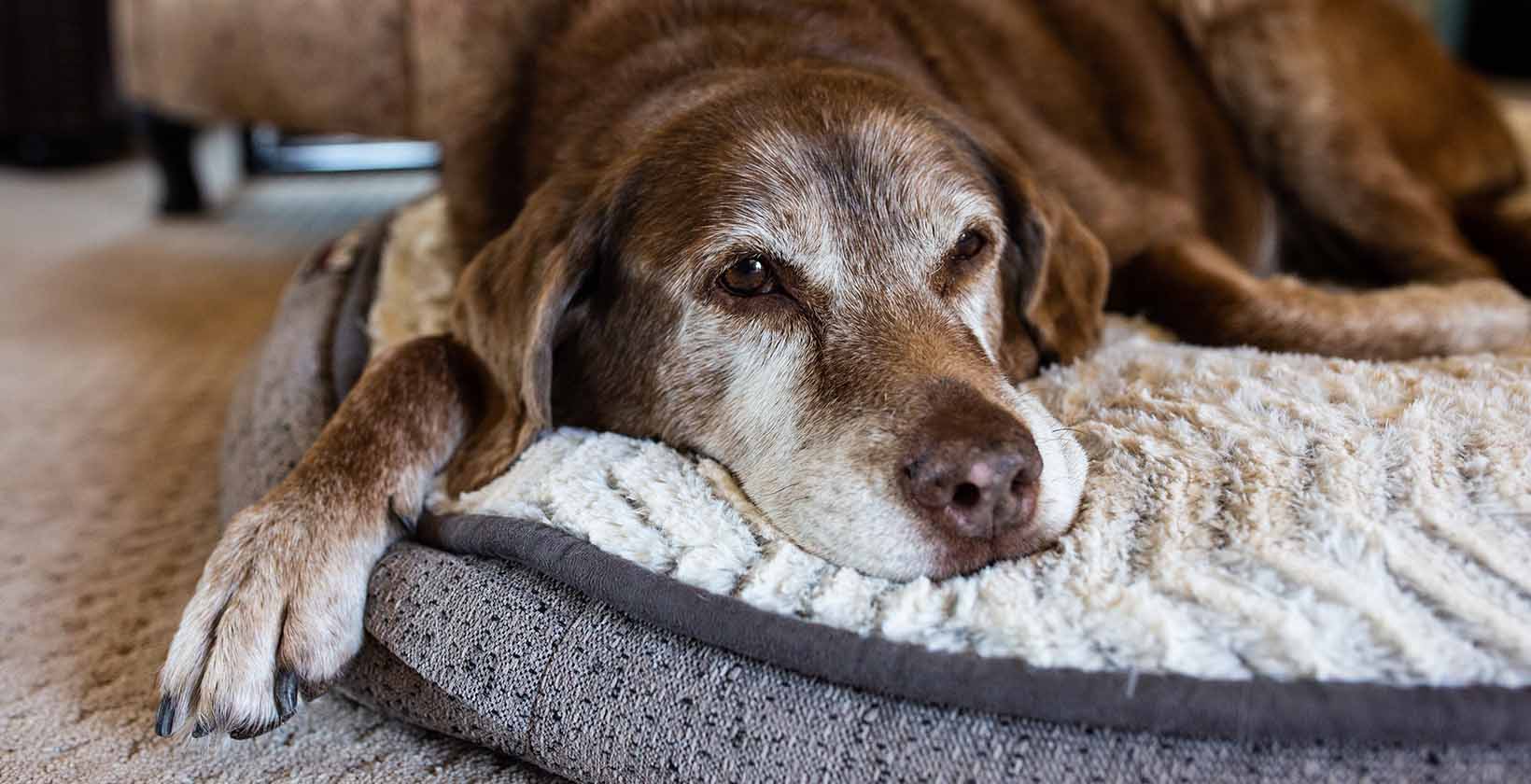 Best CBD Oils for Dogs with Arthiritis