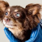 Best CBD Oils For Dogs with Glaucoma