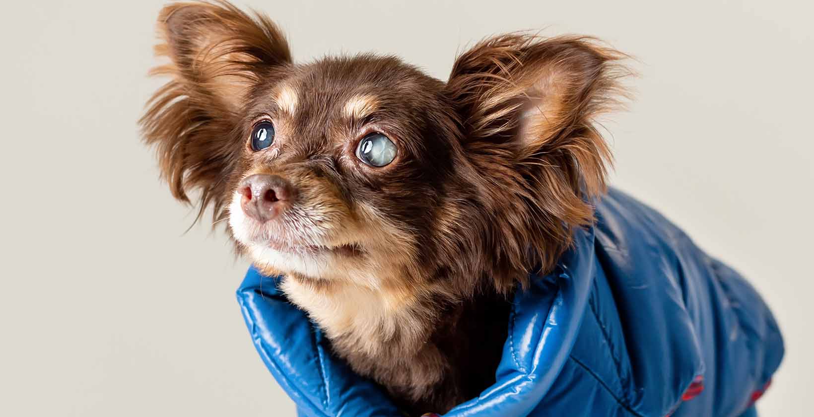 Best CBD Oils For Dogs with Glaucoma