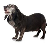 Best CBD Oils For Dogs with Lymphoma