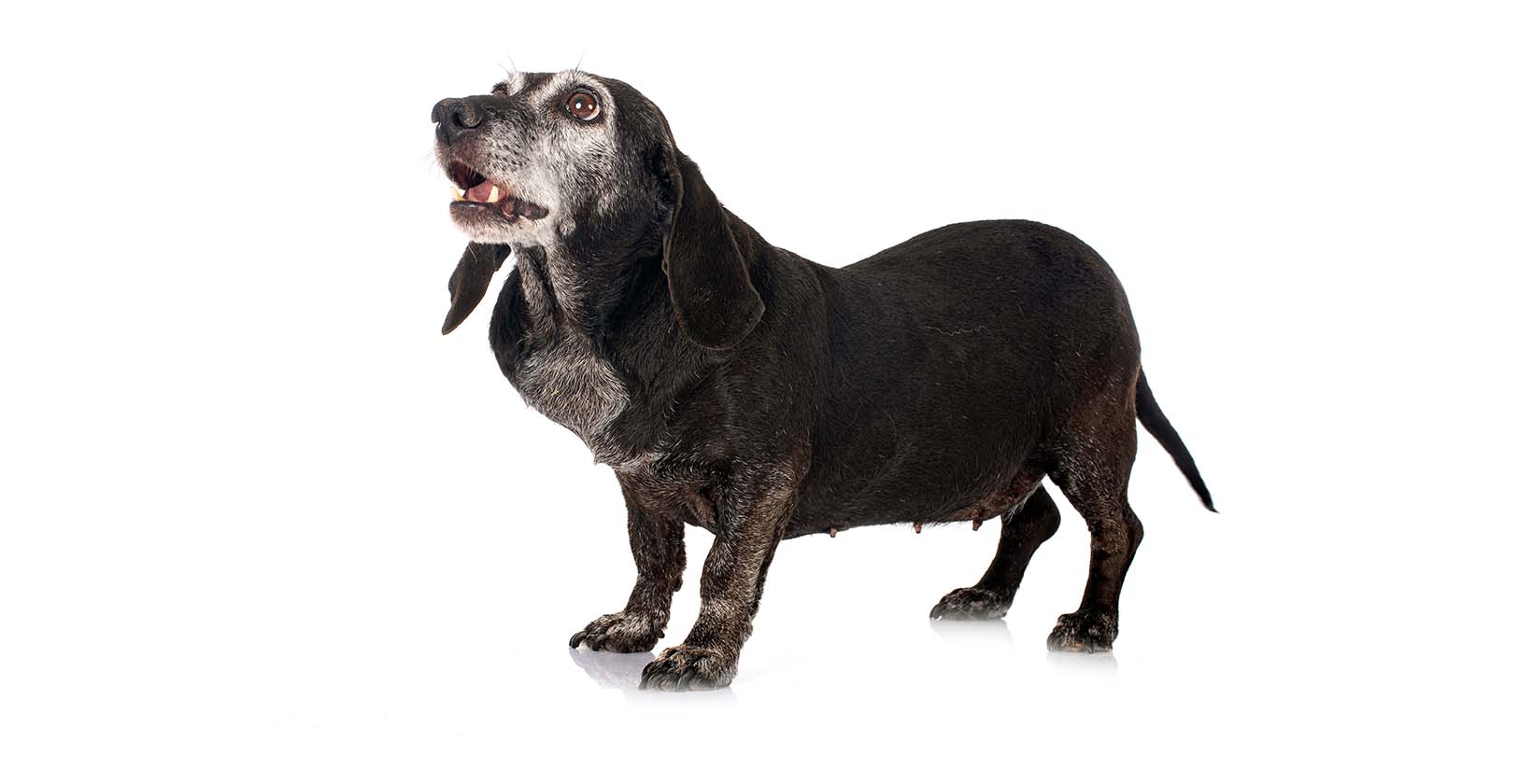 Best CBD Oils For Dogs with Lymphoma