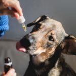 Best CBD Oils For Dogs with Seizures