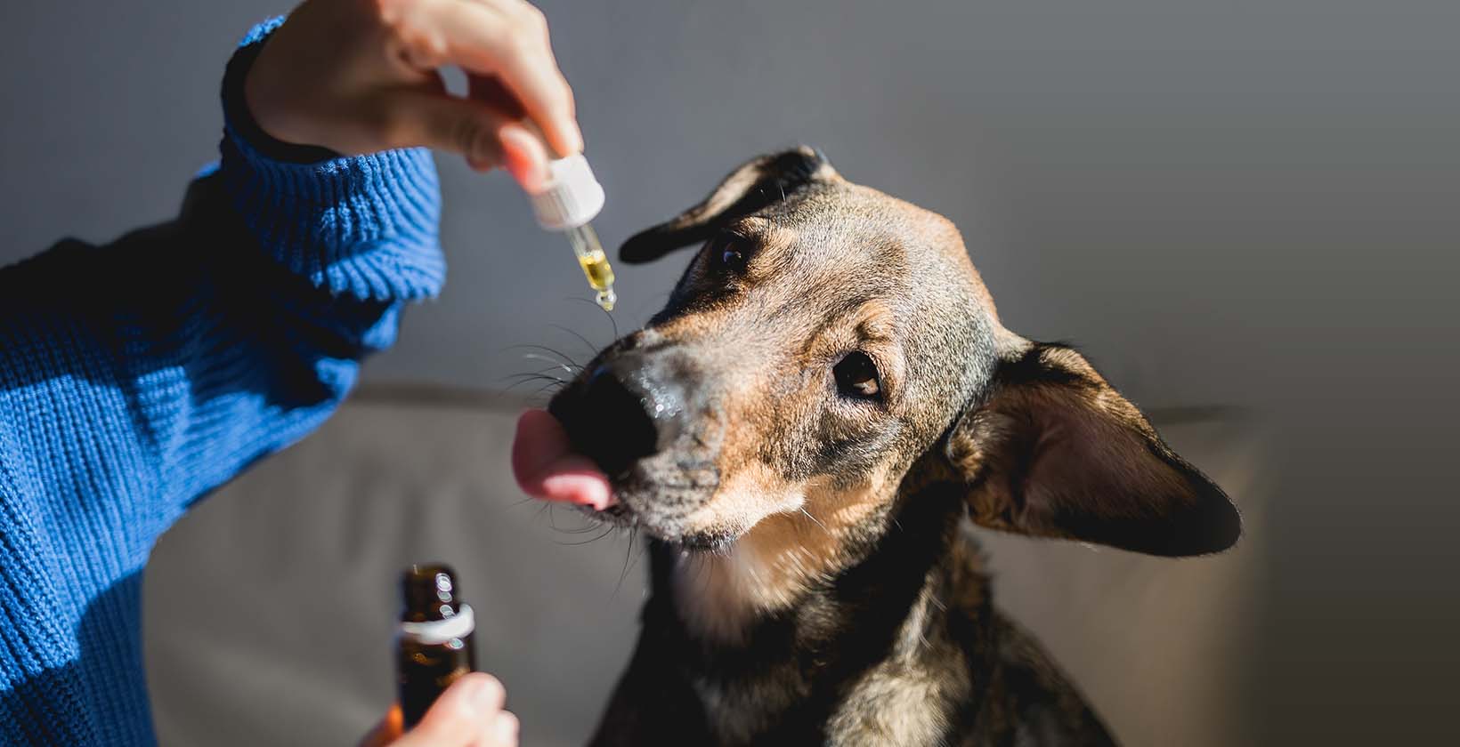 Best CBD Oils For Dogs with Seizures
