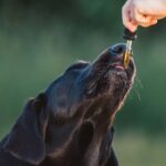 Best CBD Oils For Hyper Dogs