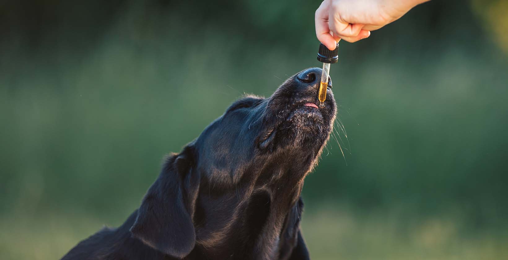 Best CBD Oils For Hyper Dogs