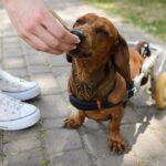 Best CBD Oil For IVDD Dogs