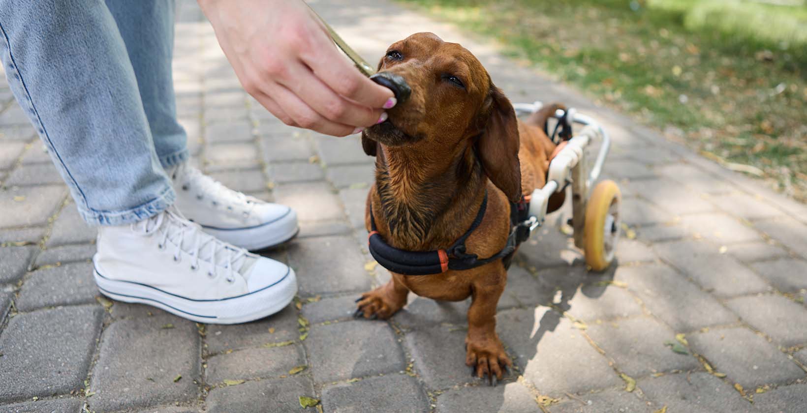 Best CBD Oil For IVDD Dogs