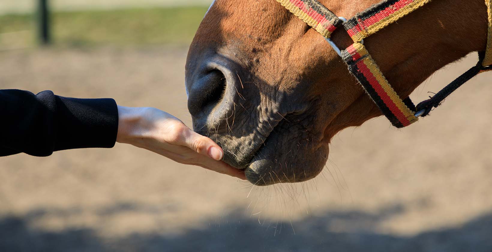 Best CBD Oil for Horses