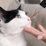 CBD for Animals