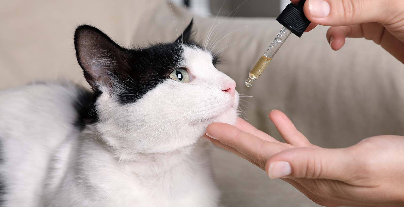 CBD for Animals