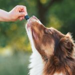Is CBD safe for Animals
