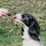 Side Effects of CBD to Animals