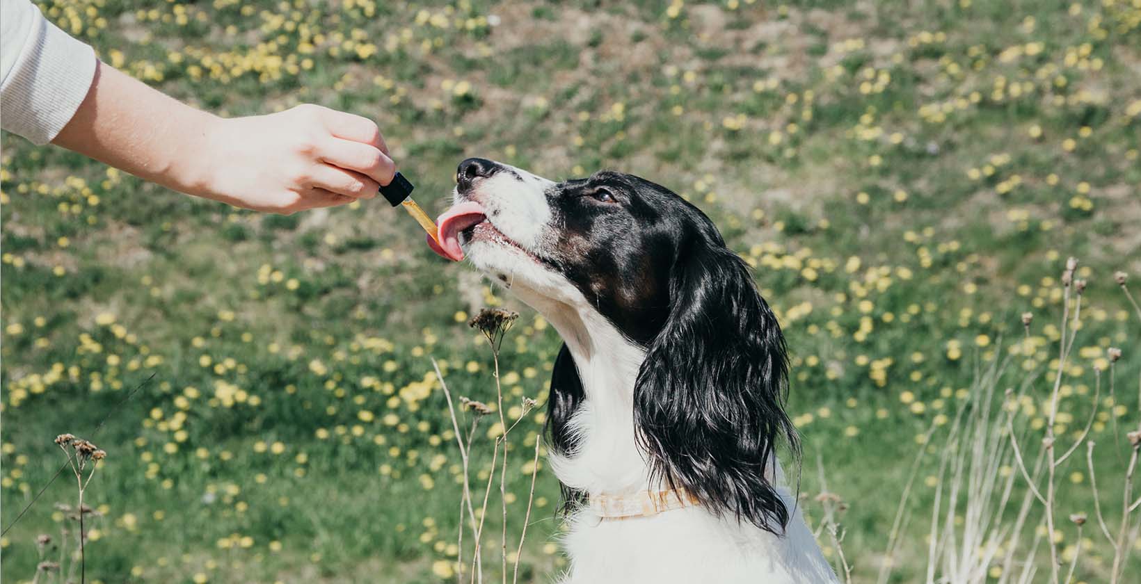 Side Effects of CBD to Animals