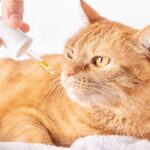CBD Products for Animals