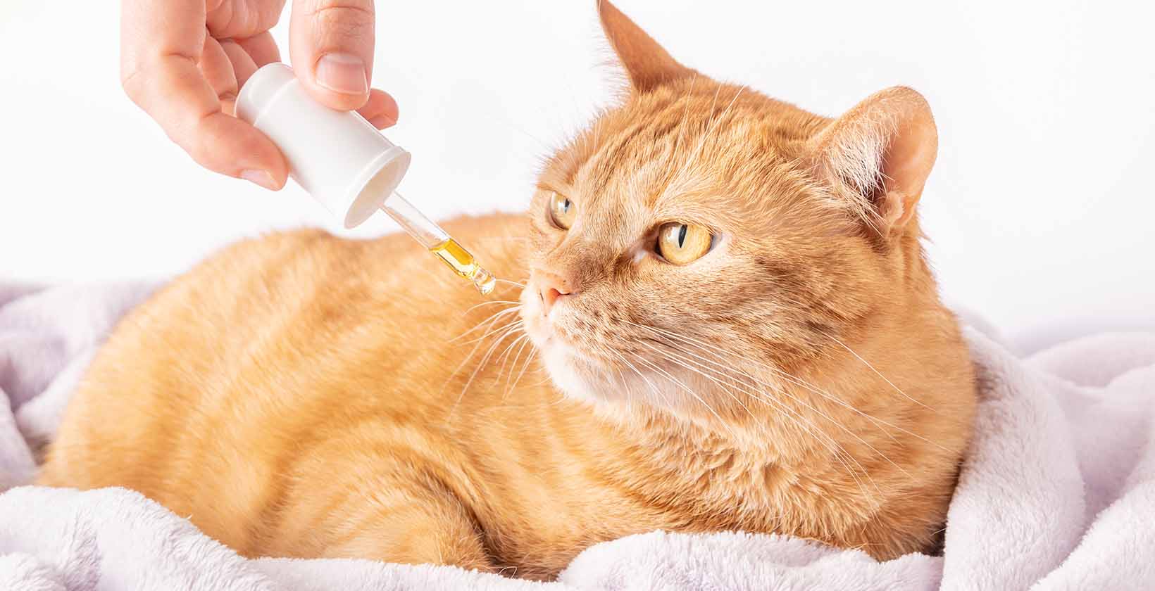 CBD Products for Animals