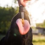 How does CBD Oil Help for Dogs with Cancer