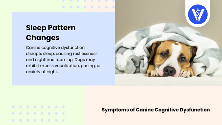 Canine Cognitive Disorder Symptoms Sleep Pattern Total Vet Canine Cognitive Disorder Symptoms Sleep Pattern