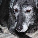 Canine Cognitive Disorder CCD