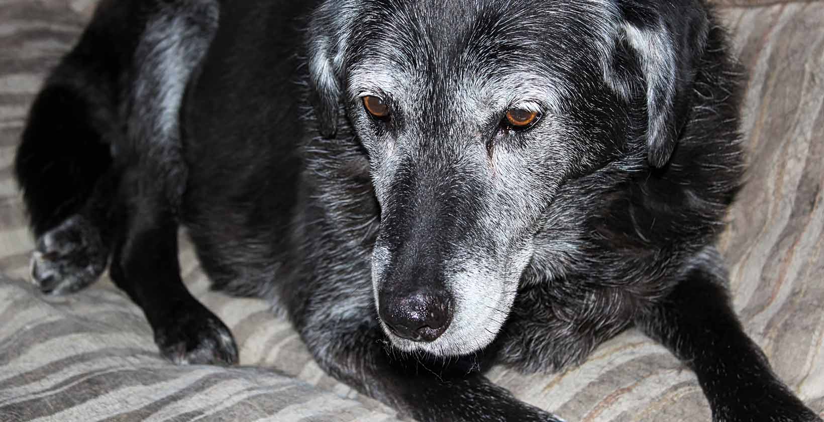 Canine Cognitive Disorder CCD