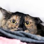 Cat Anxiety Symptoms Causes and Treatment
