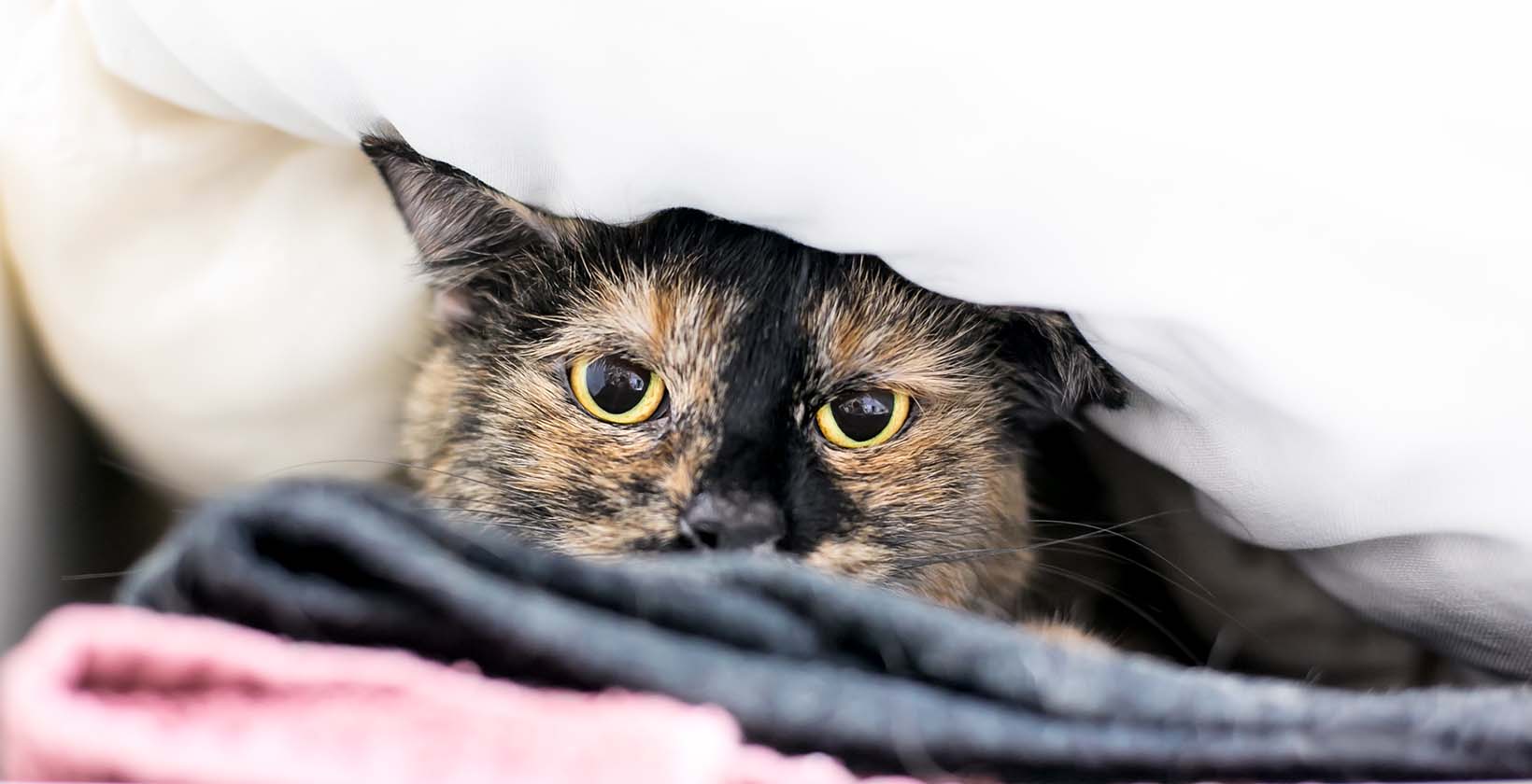 Cat Anxiety: Symptoms, Causes and Treatment