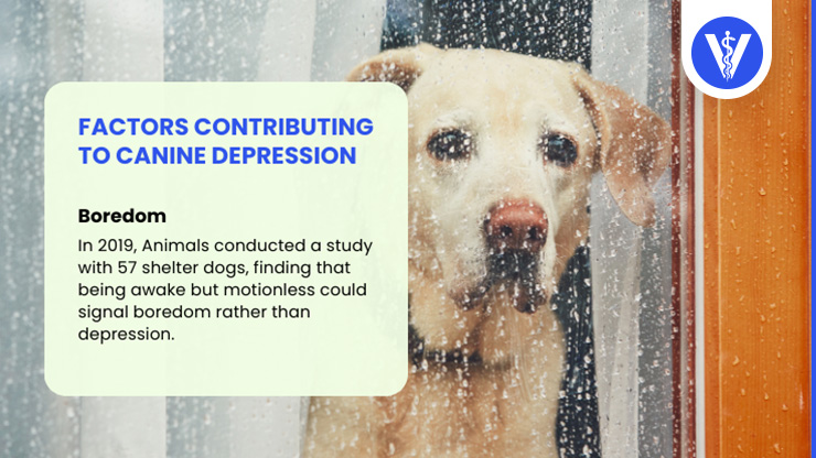 Depression in Dogs Causes Boredom Total Vet Depression in Dogs Causes Boredom