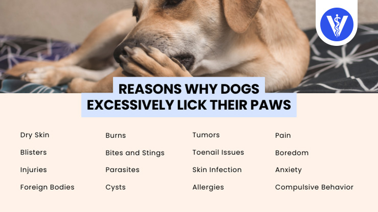 Causes of Dogs Licking Paws Excessively Total Vet Causes of Dogs Licking Paws Excessively