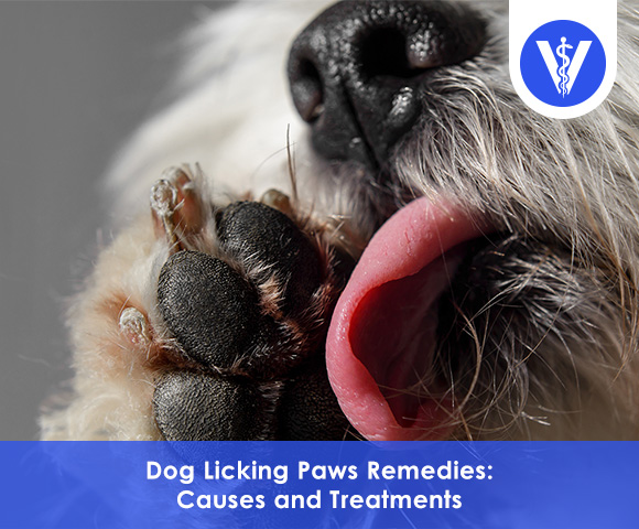 Dog licking paws remedies