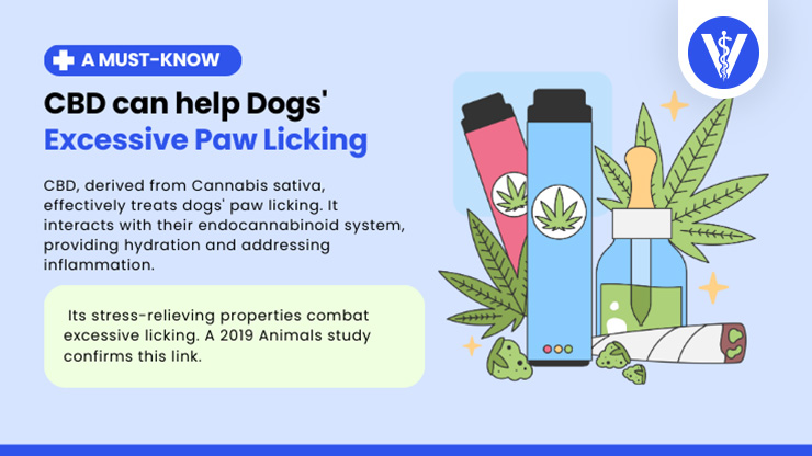 CBD Helps Dog Licking Paws Total Vet CBD Helps Dog Licking Paws