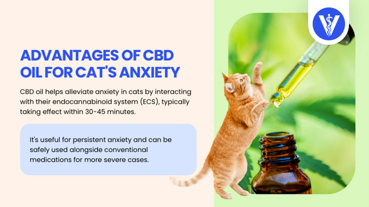 CBD Can Treat Cat Anxiety Total Vet CBD Can Treat Cat Anxiety