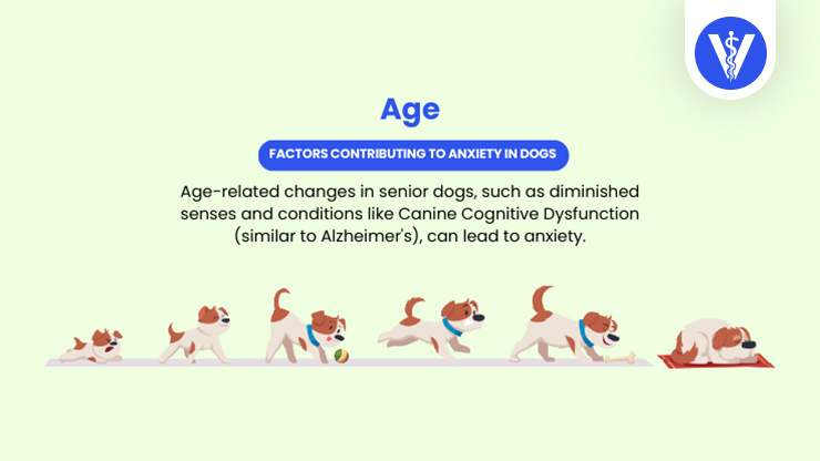 Dog Anxiety Causes Age Total Vet Dog Anxiety Causes Age