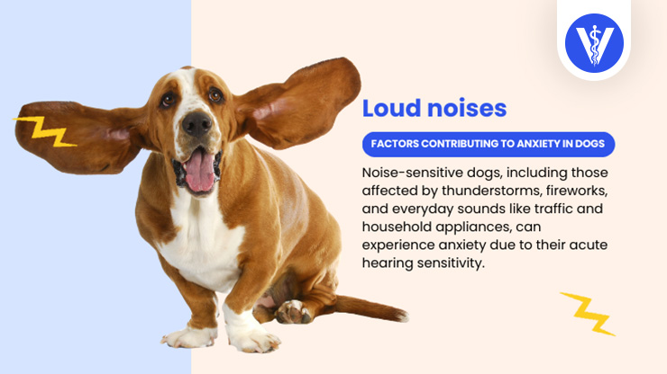 Dog Anxiety Causes Loud Noises Total Vet Dog Anxiety Causes Loud Noises