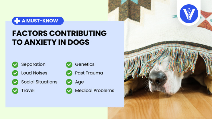 Dog Anxiety Causes Total Vet Dog Anxiety Causes