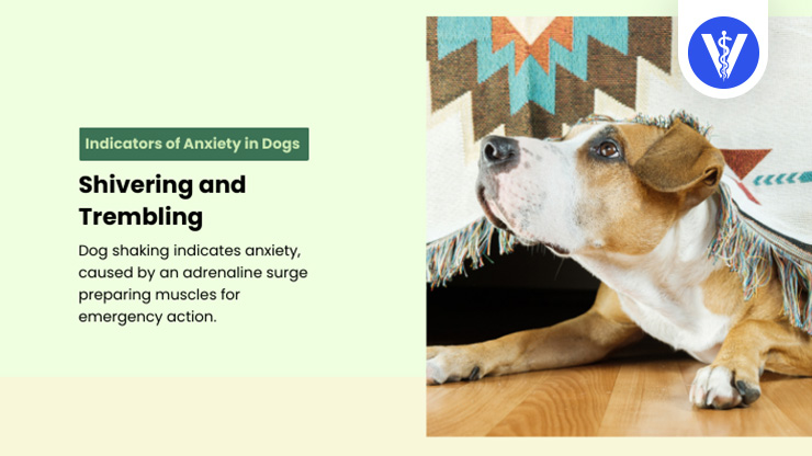 Dog Anxiety Signs Shivering Total Vet Dog Anxiety Signs Shivering