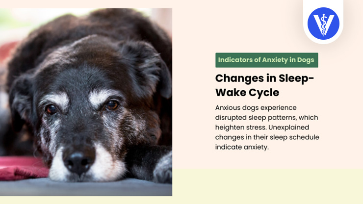 Dog Anxiety Signs Sleep Cycle Total Vet Dog Anxiety Signs Sleep Cycle